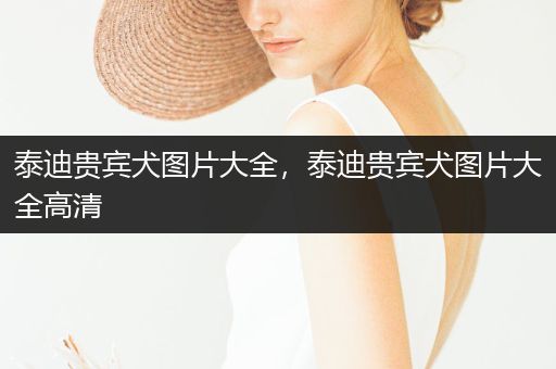 泰迪貴賓犬圖片大全，泰迪貴賓犬圖片大全高清