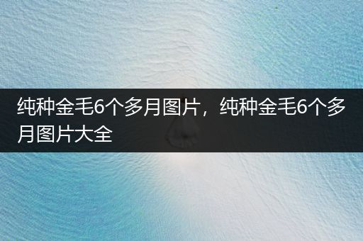 純種金毛6個(gè)多月圖片，純種金毛6個(gè)多月圖片大全
