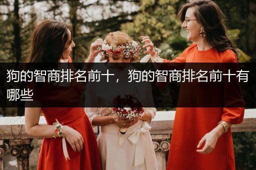 狗的智商排名前十，狗的智商排名前十有哪些