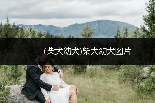 （柴犬幼犬)柴犬幼犬圖片