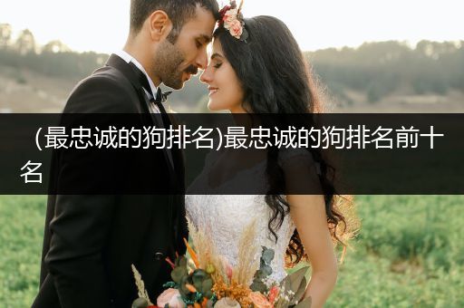 （最忠誠(chéng)的狗排名)最忠誠(chéng)的狗排名前十名