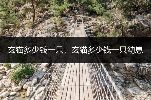 玄貓多少錢一只，玄貓多少錢一只幼崽