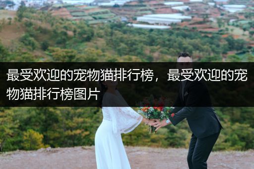 最受歡迎的寵物貓排行榜，最受歡迎的寵物貓排行榜圖片