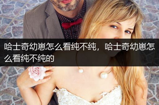 哈士奇幼崽怎么看純不純，哈士奇幼崽怎么看純不純的