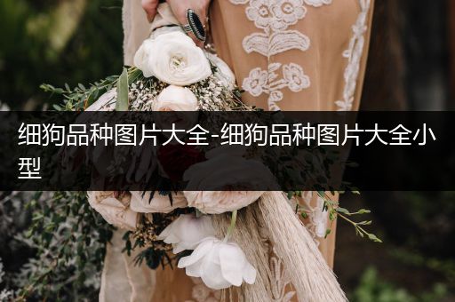 細(xì)狗品種圖片大全-細(xì)狗品種圖片大全小型