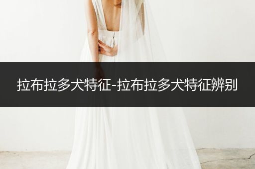 拉布拉多犬特征-拉布拉多犬特征辨別