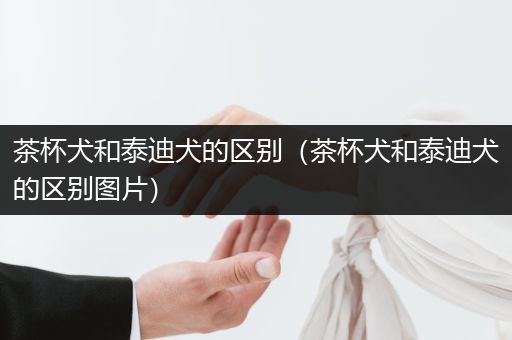 茶杯犬和泰迪犬的區(qū)別（茶杯犬和泰迪犬的區(qū)別圖片）