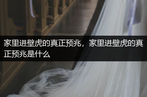 家里進壁虎的真正預(yù)兆，家里進壁虎的真正預(yù)兆是什么