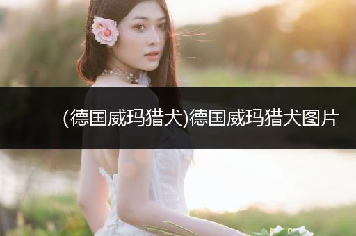 （德國威瑪獵犬)德國威瑪獵犬圖片